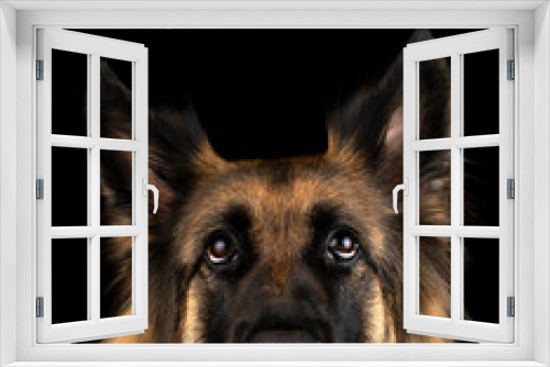 Fototapeta Naklejka Na Ścianę Okno 3D - Funny german shepherd dog on a black background