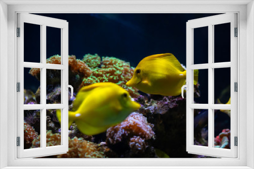 Fototapeta Naklejka Na Ścianę Okno 3D - Aquarium sea yellow angel fish anemonas pets wild life hobby