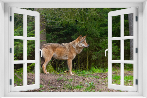 Fototapeta Naklejka Na Ścianę Okno 3D - One grey wolf in the forest  is looking into camera. Landscape view, summer time. Lithuania, Rusnes national park.