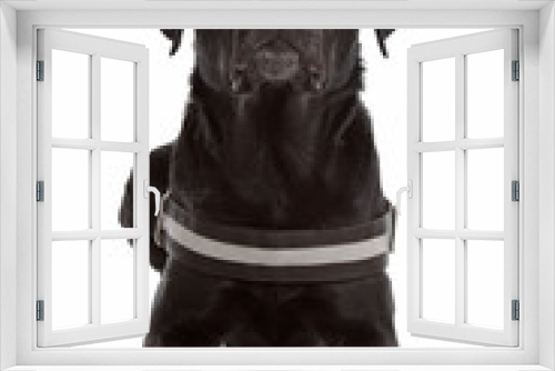Fototapeta Naklejka Na Ścianę Okno 3D - mix breed dog, Labrador, Rottweiler