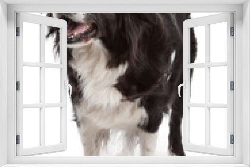Fototapeta Naklejka Na Ścianę Okno 3D - border collie sheepdog