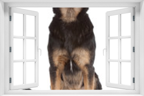 Fototapeta Naklejka Na Ścianę Okno 3D - mixed breed shepherd dog