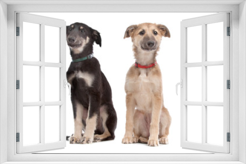 Fototapeta Naklejka Na Ścianę Okno 3D - two whippet puppy dogs