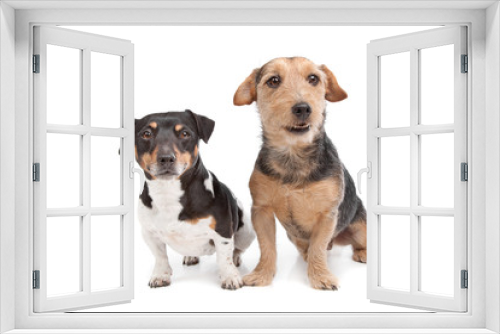 Fototapeta Naklejka Na Ścianę Okno 3D - Jack Russel Terrier dog and a mixed breed dog