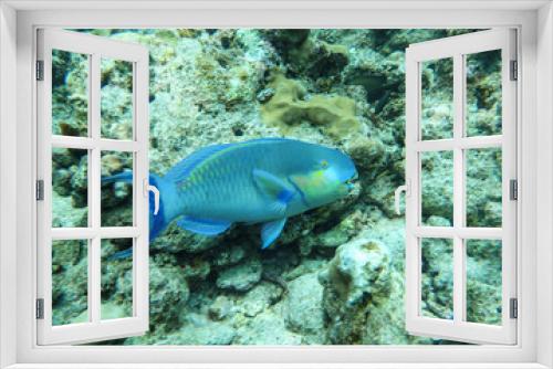 Fototapeta Naklejka Na Ścianę Okno 3D - Colourful parrot fishes in the deep blue sea