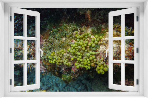 Fototapeta Naklejka Na Ścianę Okno 3D - Sea grapes is a green algae (Caulerpa racemosa)