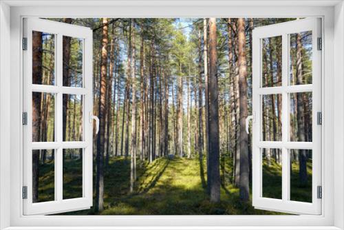 Fototapeta Naklejka Na Ścianę Okno 3D - 
pine forest in Karelia photo in the afternoon