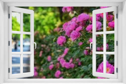 Fototapeta Naklejka Na Ścianę Okno 3D - roses are blooming