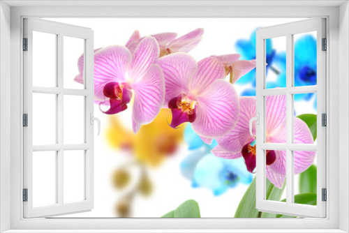 Fototapeta Naklejka Na Ścianę Okno 3D - Orchideen 104