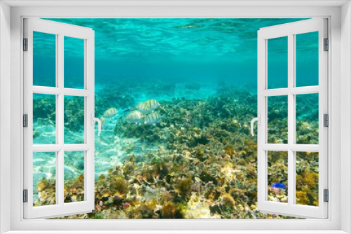 Fototapeta Naklejka Na Ścianę Okno 3D - 海の生き物と波照間ブルー