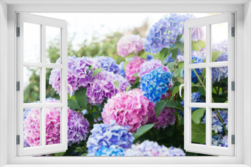 Fototapeta Naklejka Na Ścianę Okno 3D - Hydrangea flowers garden. Pink, blue, lilac, violet, purple bushes blossom in spring and summer in town street garden at sunset.