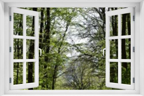 Fototapeta Naklejka Na Ścianę Okno 3D - Wald, Bäume, Naturfotografie