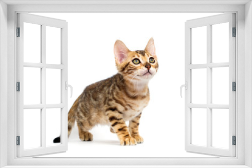 Fototapeta Naklejka Na Ścianę Okno 3D - cat hunts on a white background