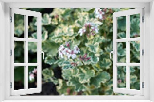 Fototapeta Naklejka Na Ścianę Okno 3D - Pelargonium graveolens