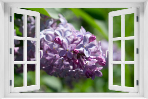 Fototapeta Naklejka Na Ścianę Okno 3D - purple lilac in the garden