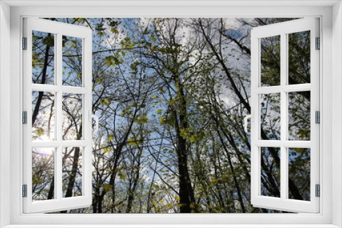 Fototapeta Naklejka Na Ścianę Okno 3D - trees in the sky