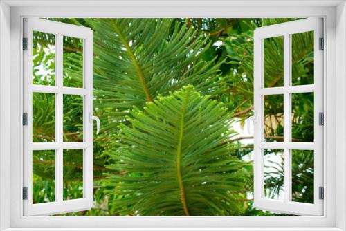 Fototapeta Naklejka Na Ścianę Okno 3D - green leaf of tropical plant on tree