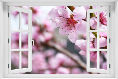 Fototapeta Naklejka Na Ścianę Okno 3D - Dreamy soft pink peach blossoms on light nature blurred background