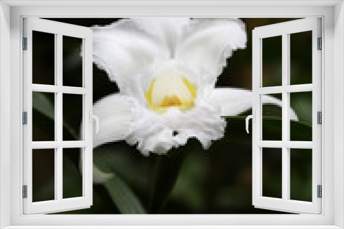 Fototapeta Naklejka Na Ścianę Okno 3D - Sobralia Macrantha Alba orchid in Monteverde, Costa Rica