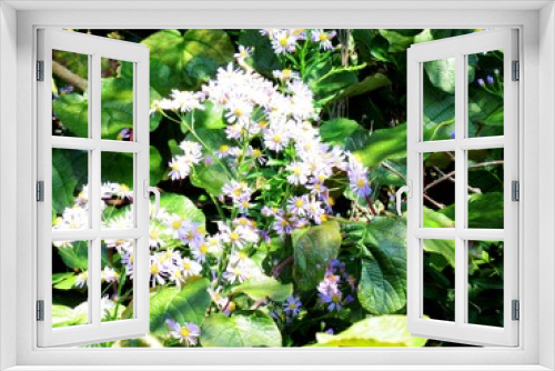 Fototapeta Naklejka Na Ścianę Okno 3D - 日本の田舎の風景　9月　花　シオン（紫菀）