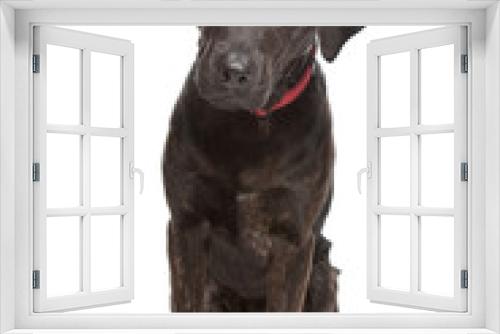 Fototapeta Naklejka Na Ścianę Okno 3D - mixed breed dog