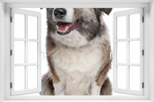 Fototapeta Naklejka Na Ścianę Okno 3D - Aidi or atlas mountain dog