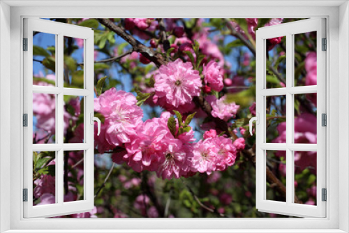 Fototapeta Naklejka Na Ścianę Okno 3D - Japanese cherry. Sakura