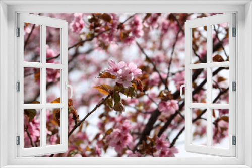 Fototapeta Naklejka Na Ścianę Okno 3D - Apricot blossom. Sakura