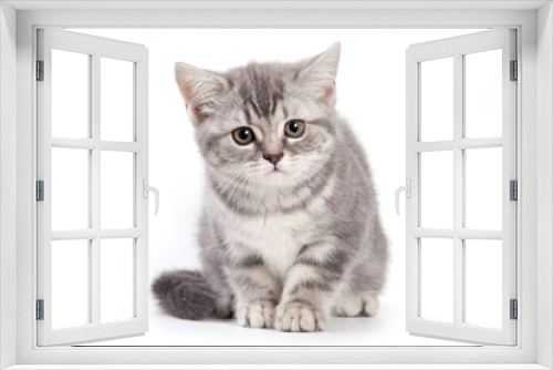 Fototapeta Naklejka Na Ścianę Okno 3D - British kitten on white background