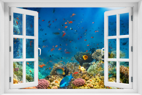 Fototapeta Naklejka Na Ścianę Okno 3D - Underwater world. Coral fishes of Red sea. Egypt
