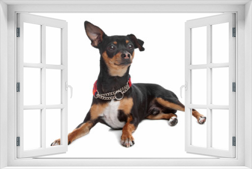 Fototapeta Naklejka Na Ścianę Okno 3D - short-haired tricolor Chihuahua