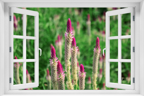 Fototapeta Naklejka Na Ścianę Okno 3D - Boroco flowers bloom (Celosia argentea) - Baroco flowers in the garden