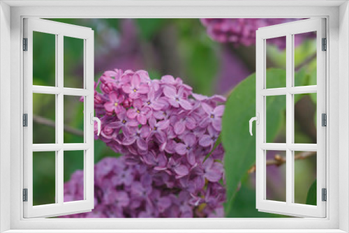 Fototapeta Naklejka Na Ścianę Okno 3D -  spring violet red lilac, closeup, on a blurred background  