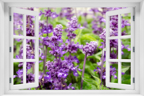 Fototapeta Naklejka Na Ścianę Okno 3D - Field of blooming lavender, Lavandula angustifolia, Lavandula officinalis. Lavender flower in the garden, in the country, in the garden, park.