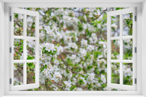 Fototapeta Naklejka Na Ścianę Okno 3D - Apple blossoms in the garden. spring background