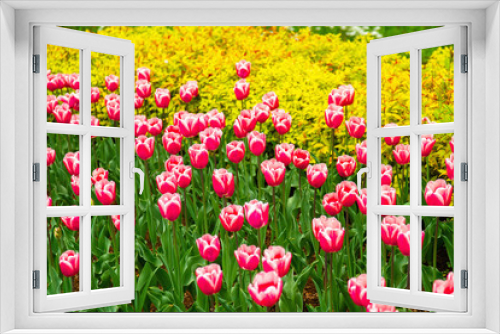 Fototapeta Naklejka Na Ścianę Okno 3D - Pink tulips on the lawn in spring. Selective focus