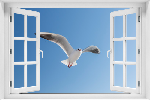 Fototapeta Naklejka Na Ścianę Okno 3D - Single seagull flying in a sky as a background.