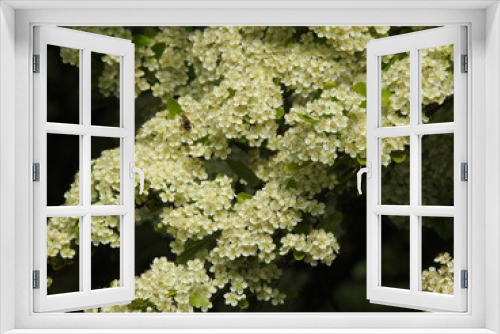 Fototapeta Naklejka Na Ścianę Okno 3D - White small flowers in close-up
