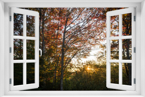 Fototapeta Naklejka Na Ścianę Okno 3D - Sunset in the Woods