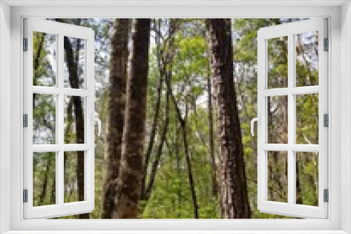 Fototapeta Naklejka Na Ścianę Okno 3D - trees in the woods