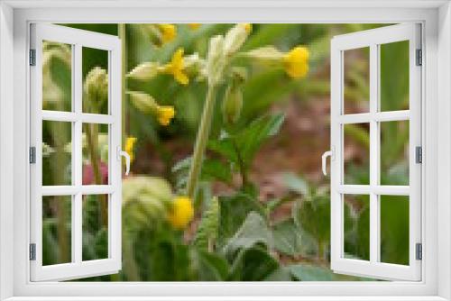 Fototapeta Naklejka Na Ścianę Okno 3D - yellow primrose buds in the garden