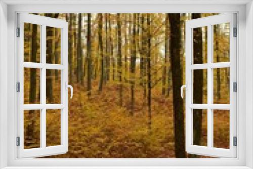 Fototapeta Naklejka Na Ścianę Okno 3D - colorfully forest trees in autumn season on sunny day