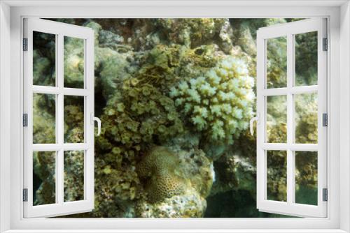 Fototapeta Naklejka Na Ścianę Okno 3D - Bleaching corals in Seychelles
