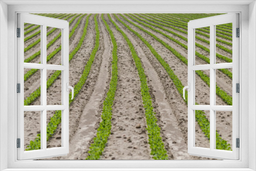 Fototapeta Naklejka Na Ścianę Okno 3D - soybean growth field lines background