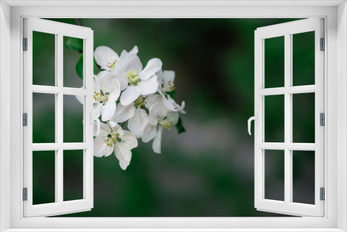 Fototapeta Naklejka Na Ścianę Okno 3D - Branch of a blossoming apple tree in a spring garden.