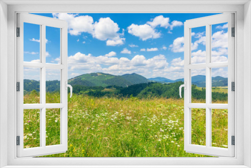 Fototapeta Naklejka Na Ścianę Okno 3D - summer scenery of mountainous countryside. alpine hay fields with wild herbs on rolling hills at high noon. forested mountain ridge in the distance beneath a blue sky with fluffy clouds. nature beauty