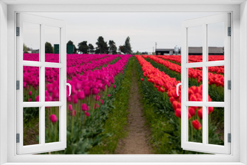 Fototapeta Naklejka Na Ścianę Okno 3D - red tulips