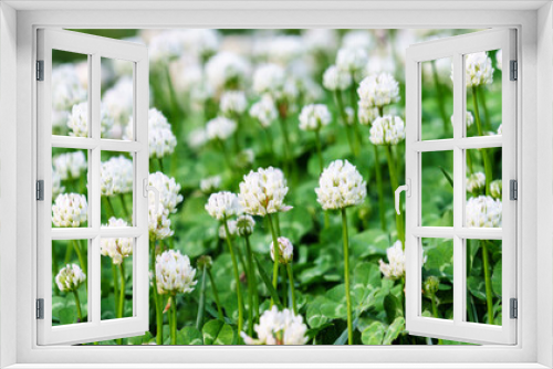 Fototapeta Naklejka Na Ścianę Okno 3D - Panoramic view of white clover flowers on green color bokeh background