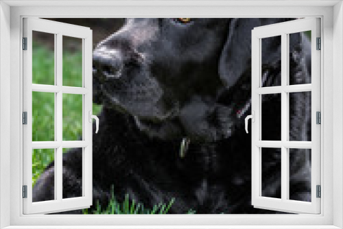 Fototapeta Naklejka Na Ścianę Okno 3D - Black Labrador Retriever 