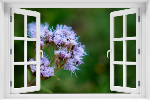 Fototapeta Naklejka Na Ścianę Okno 3D - Flower in nature
